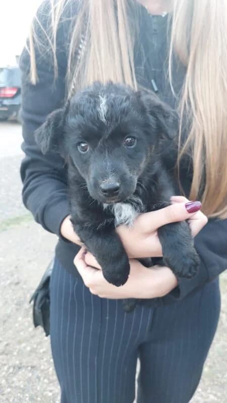 Fin, male puppy Mixed Breed for adoption at Ankerhunde e.V., Novi Grad