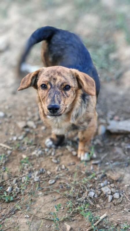 Benji, puppy Mixed Breed for adoption at Ankerhunde e.V., Novi Grad