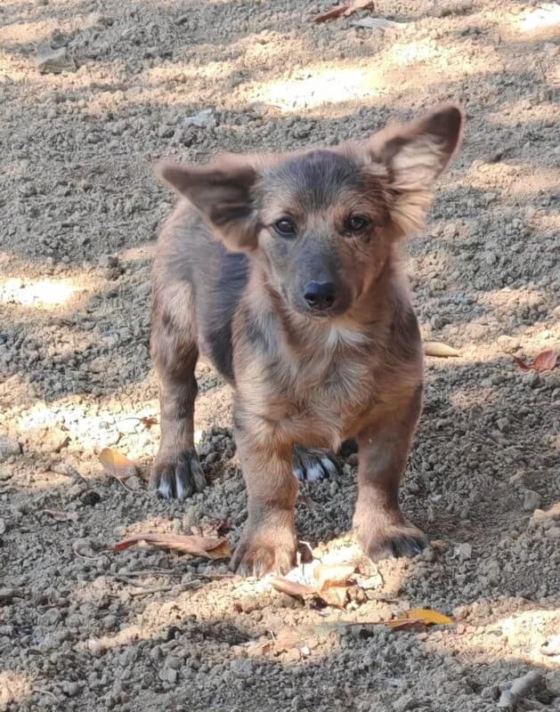 Mr Watson, puppy Mixed Breed for adoption at Ankerhunde e.V., Novi Grad