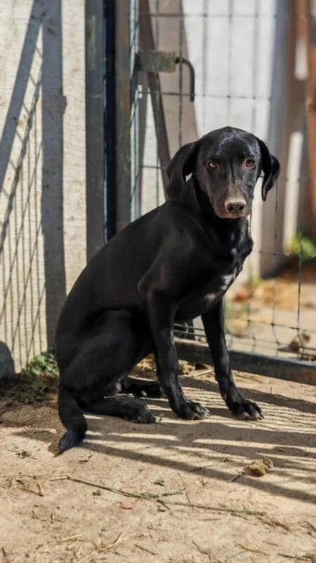 Schmitti, puppy Mixed Breed for adoption at Ankerhunde e.V., Novi Grad