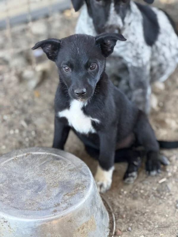 Merle, merle female puppy Mixed Breed for adoption at Ankerhunde e.V., Novi Grad