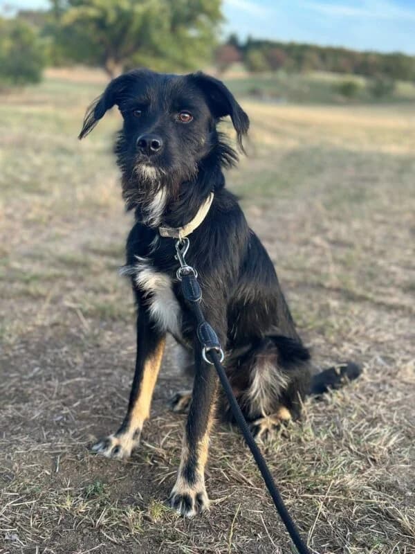 Milan, puppy Mixed Breed for adoption at Ankerhunde e.V., Novi Grad