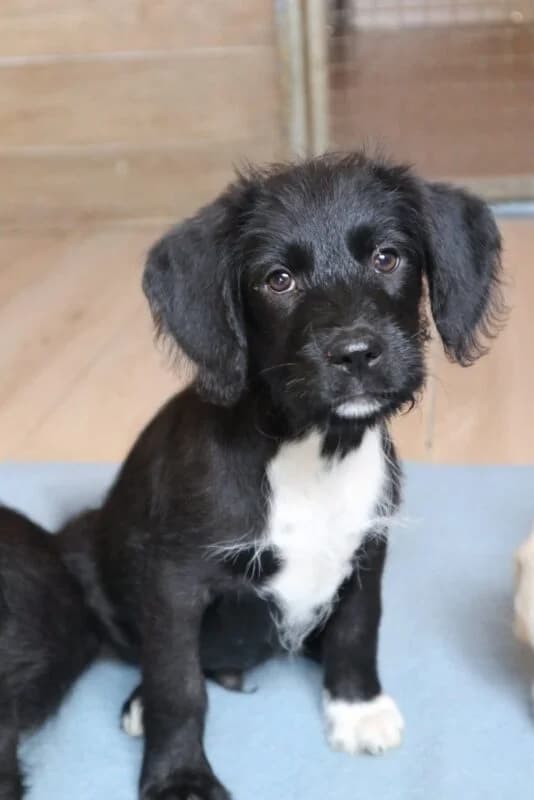 Gino, male puppy Mixed Breed for adoption at Ankerhunde e.V., Novi Grad