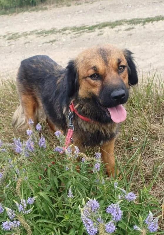 Amila, 4yo Mixed Breed for adoption at Ankerhunde e.V., Novi Grad
