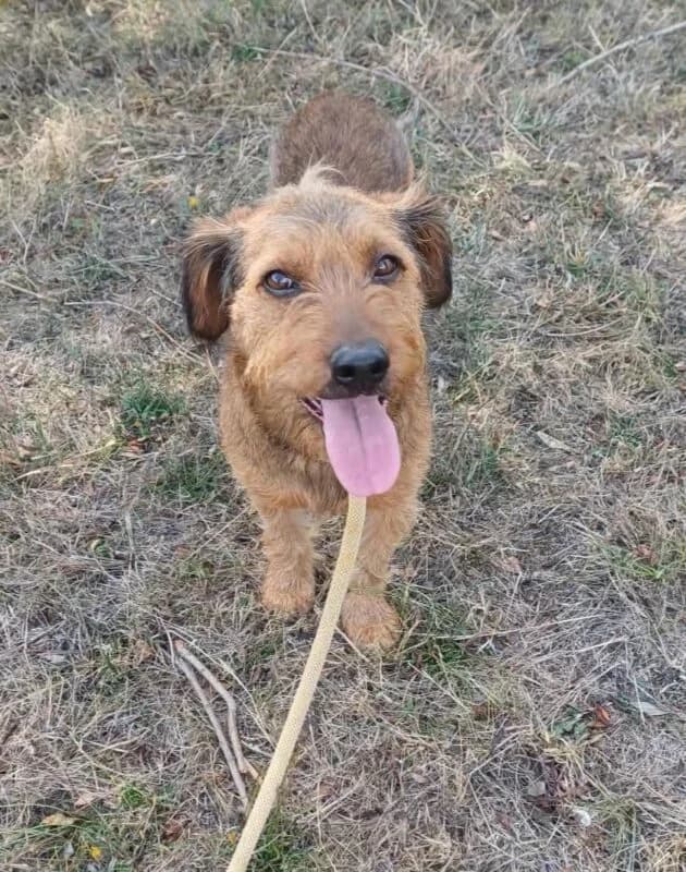 Olaf, puppy Mixed Breed for adoption at Ankerhunde e.V., Novi Grad