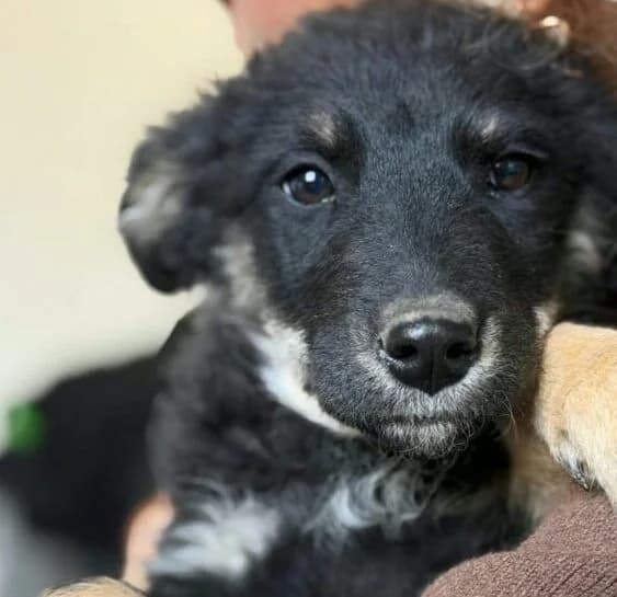 Leni, female puppy Mixed Breed for adoption at Ankerhunde e.V., Novi Grad