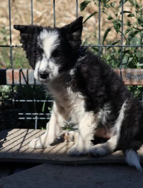 Pallina, female puppy Mixed Breed for adoption at Ankerhunde e.V., Novi Grad