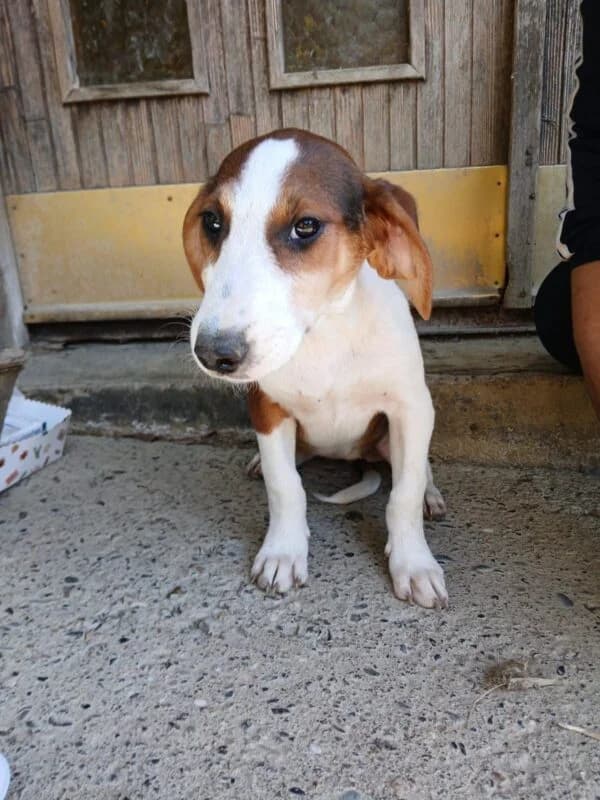 Sindy, puppy Mixed Breed for adoption at Ankerhunde e.V., Novi Grad