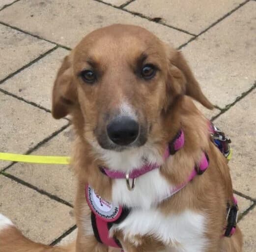 Ella, puppy Mixed Breed for adoption at Ankerhunde e.V., Novi Grad