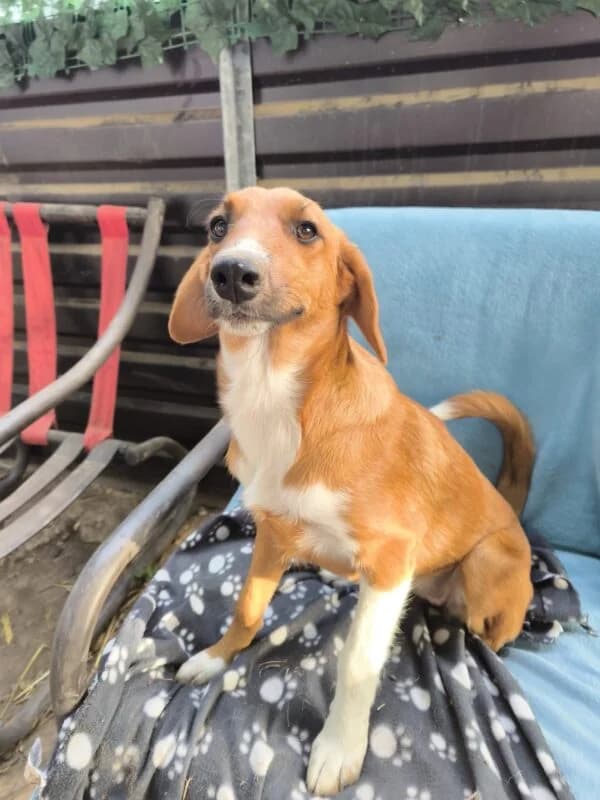 Ella, puppy Mixed Breed for adoption at Ankerhunde e.V., Novi Grad