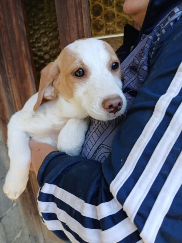 Perla, puppy Mixed Breed for adoption at Ankerhunde e.V., Novi Grad