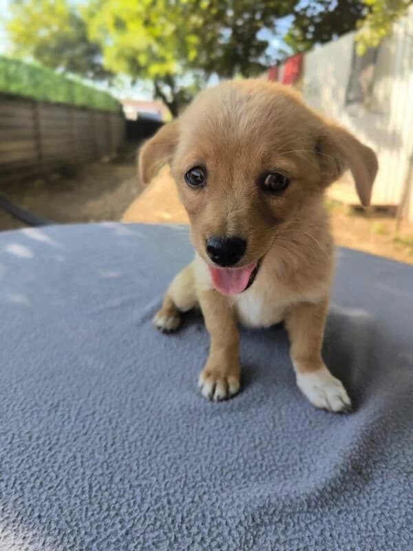 Heaven, puppy Mixed Breed for adoption at Ankerhunde e.V., Novi Grad