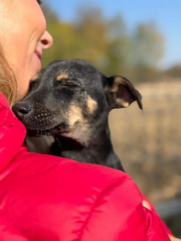 Tilda, female puppy Mixed Breed for adoption at Ankerhunde e.V., Novi Grad