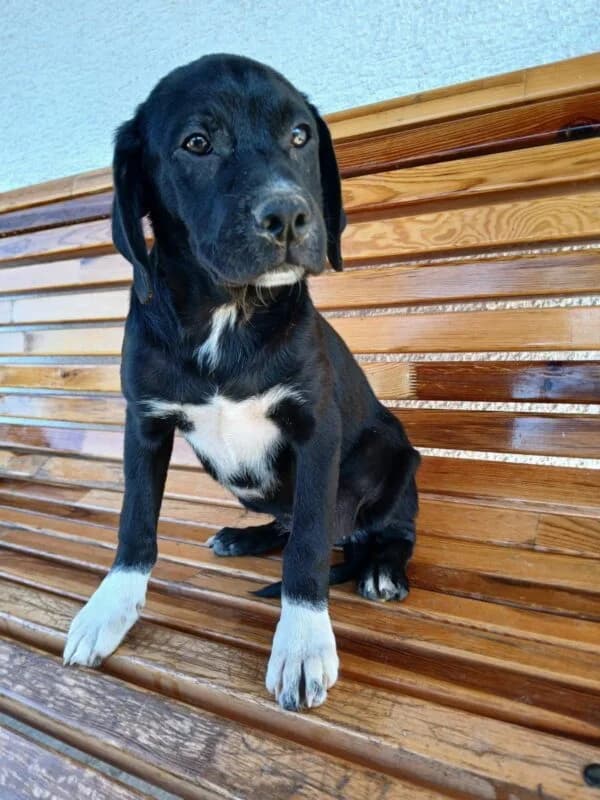 Lora, female puppy Mixed Breed for adoption at Ankerhunde e.V., Novi Grad