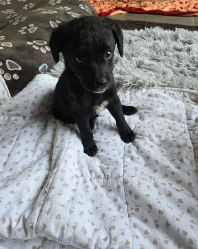 Pavarotti, male puppy Mixed Breed for adoption at Ankerhunde e.V., Novi Grad