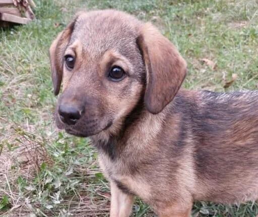 Juna, puppy Mixed Breed for adoption at Ankerhunde e.V., Novi Grad