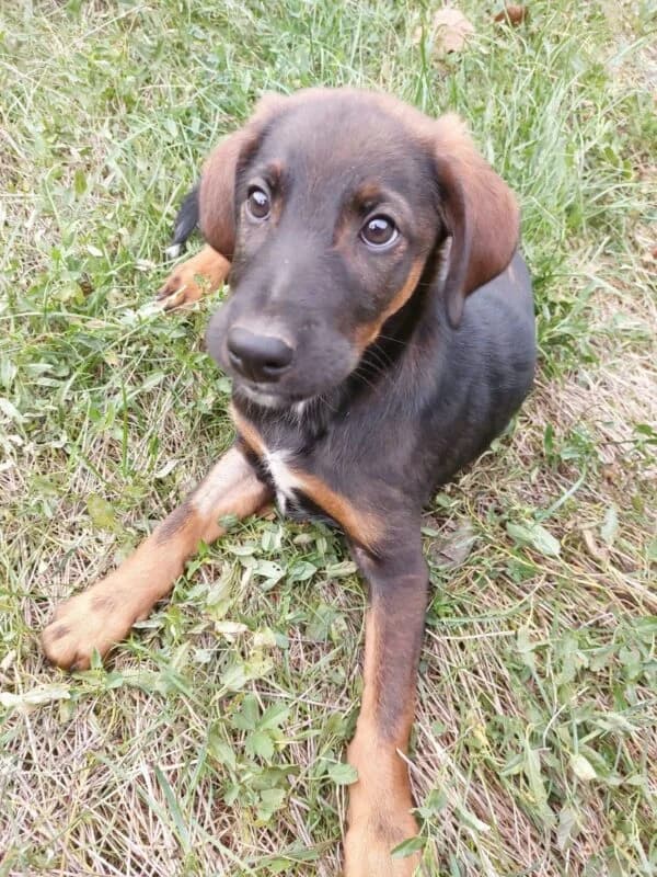 Bibo, puppy Mixed Breed for adoption at Ankerhunde e.V., Novi Grad