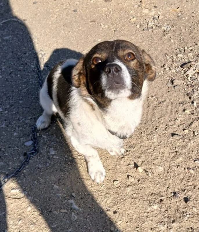 Terry, male young Mixed Breed for adoption at Ankerhunde e.V., Novi Grad
