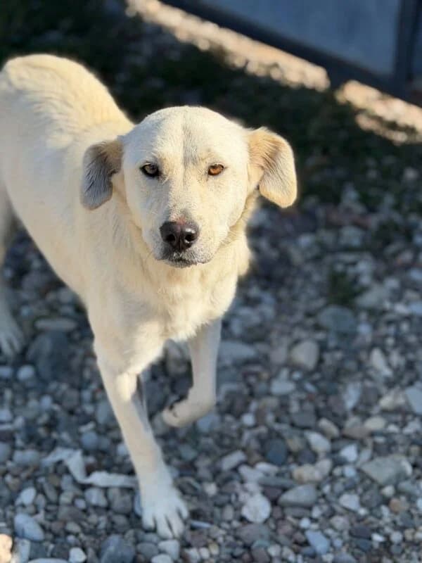 Sota, female 3yo Mixed Breed for adoption at Ankerhunde e.V., Novi Grad