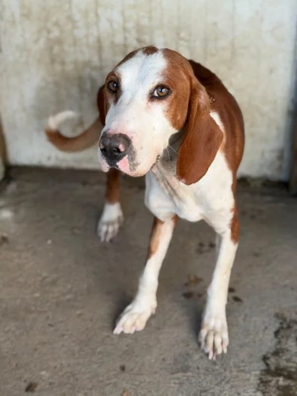 Angel, female 7yo Mixed Breed for adoption at Ankerhunde e.V., Novi Grad