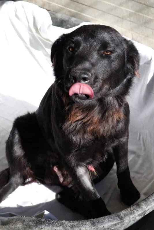 Eros, young Mixed Breed for adoption at Ankerhunde e.V., Novi Grad