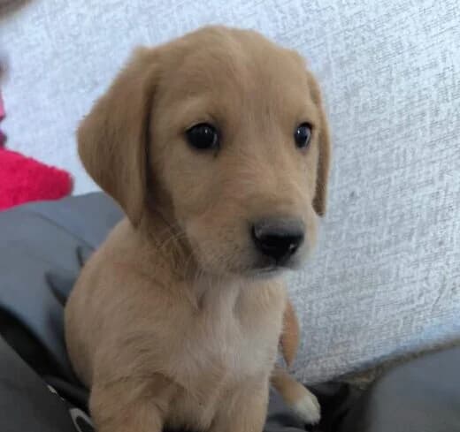 Lenny, puppy Mixed Breed for adoption at Ankerhunde e.V., Novi Grad