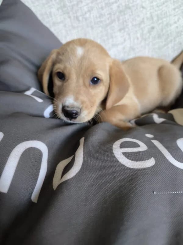 Willi, puppy Mixed Breed for adoption at Ankerhunde e.V., Novi Grad