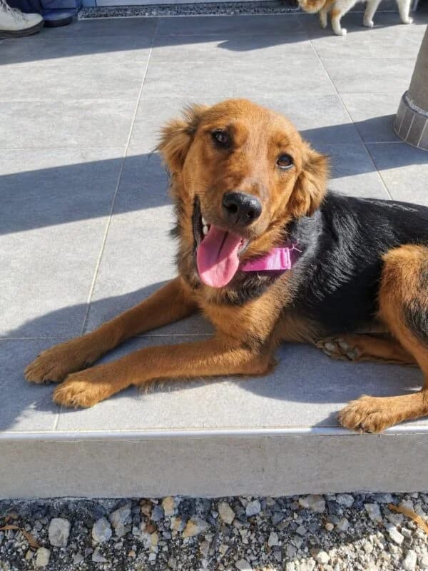 Dina, female young Mixed Breed for adoption at Ankerhunde e.V., Novi Grad