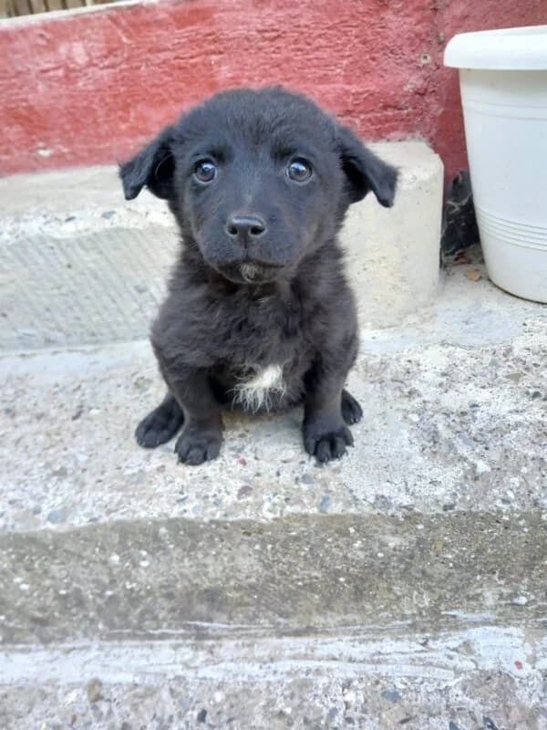 Luan, puppy Mixed Breed for adoption at Ankerhunde e.V., Novi Grad