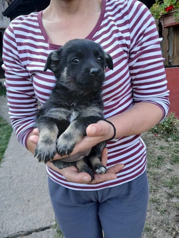Marta, female puppy Mixed Breed for adoption at Ankerhunde e.V., Novi Grad