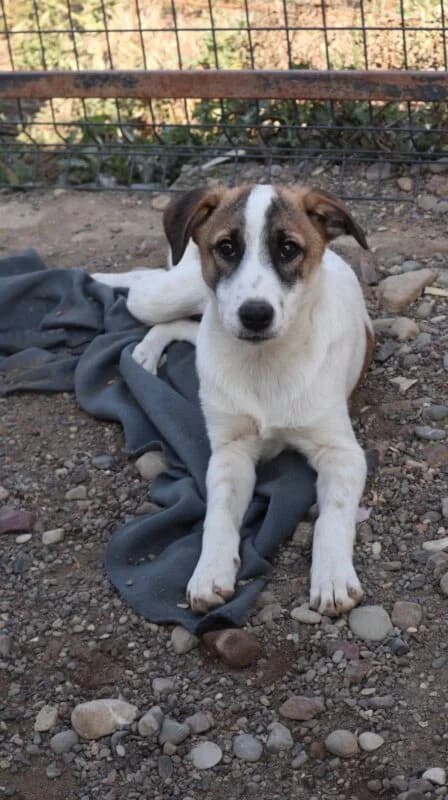 Pippilotta, puppy Mixed Breed for adoption at Ankerhunde e.V., Novi Grad