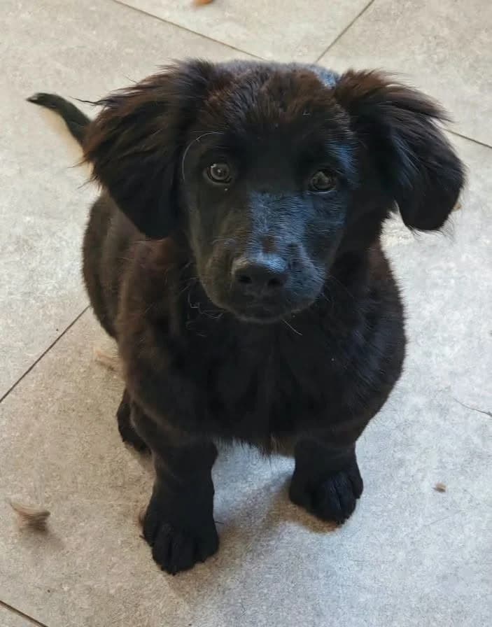 Marita, puppy Mixed Breed for adoption at Ankerhunde e.V., Novi Grad