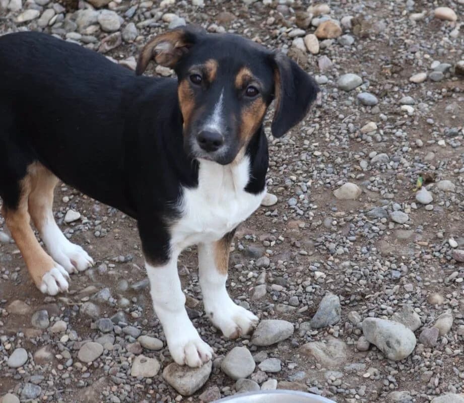 Lucie, puppy Mixed Breed for adoption at Ankerhunde e.V., Novi Grad