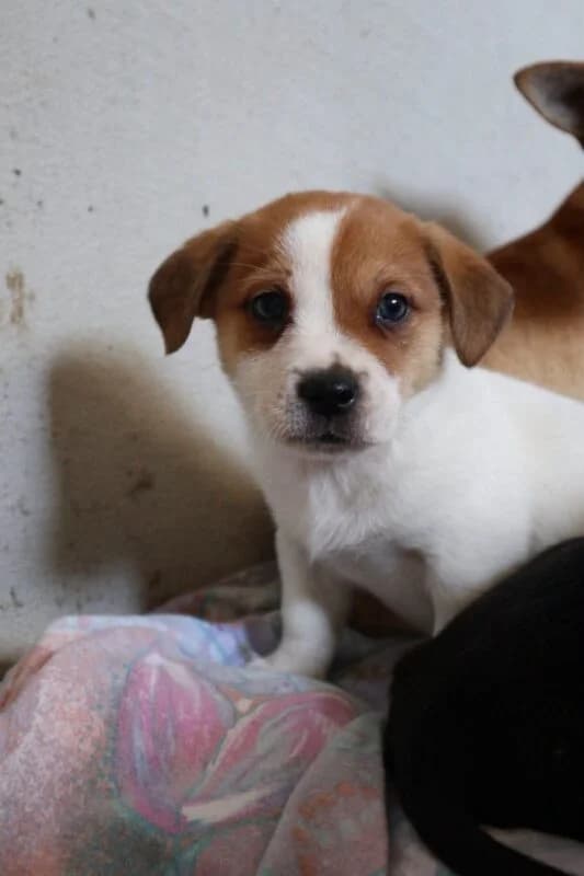 Feliciano, male puppy Mixed Breed for adoption at Ankerhunde e.V., Novi Grad