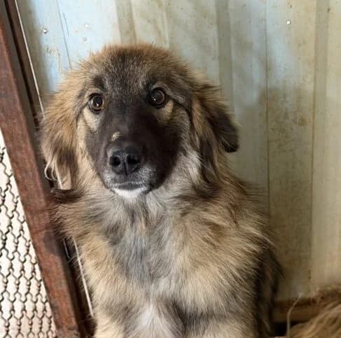 Naria, young Mixed Breed for adoption at Ankerhunde e.V., Novi Grad