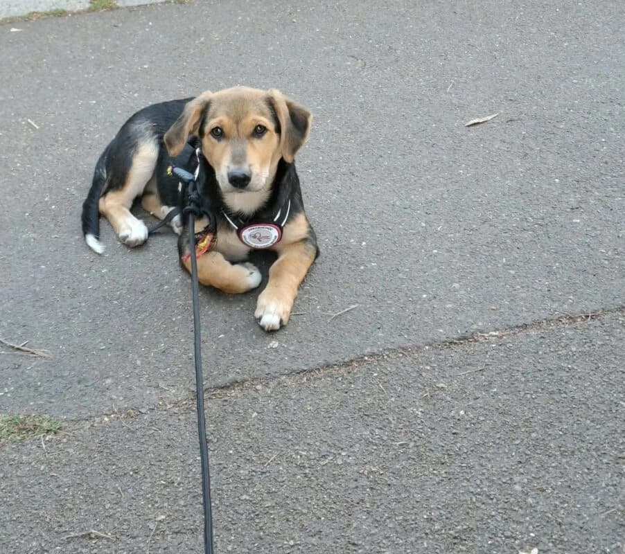 Winnie, puppy Mixed Breed for adoption at Ankerhunde e.V., Novi Grad