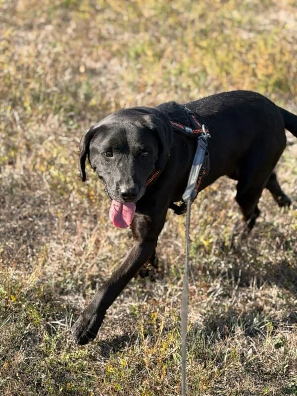 Nero, 7yo Mixed Breed for adoption at Ankerhunde e.V., Novi Grad