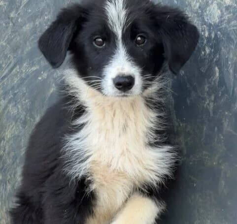Shy, puppy Mixed Breed for adoption at Ankerhunde e.V., Novi Grad