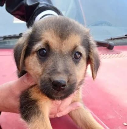 Marvin, male puppy Mixed Breed for adoption at Ankerhunde e.V., Novi Grad