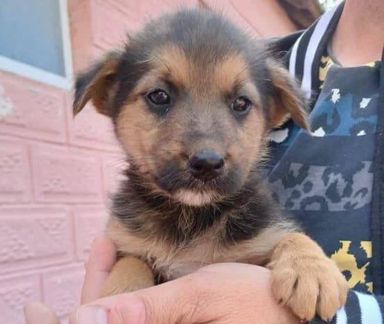 Murphy, male puppy Mixed Breed for adoption at Ankerhunde e.V., Novi Grad