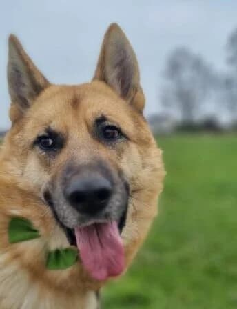 Edo, 5yo Mixed Breed for adoption at Ankerhunde e.V., Novi Grad