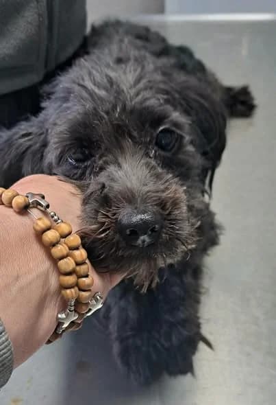 Basil, male young Mixed Breed for adoption at DNV Save Animals, Brcko