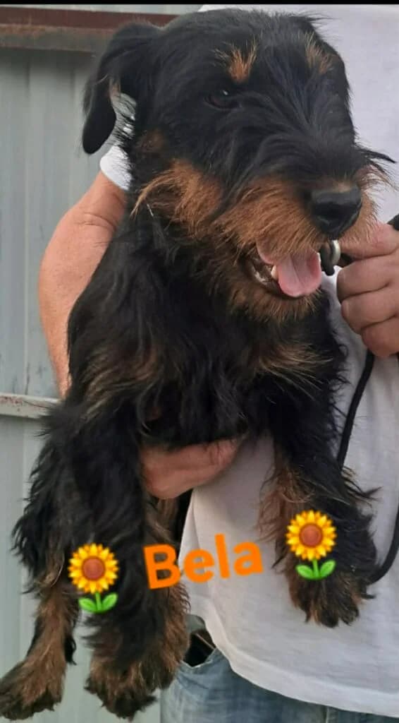 Bela, female young Mixed Breed for adoption at DNV Save Animals, Brcko