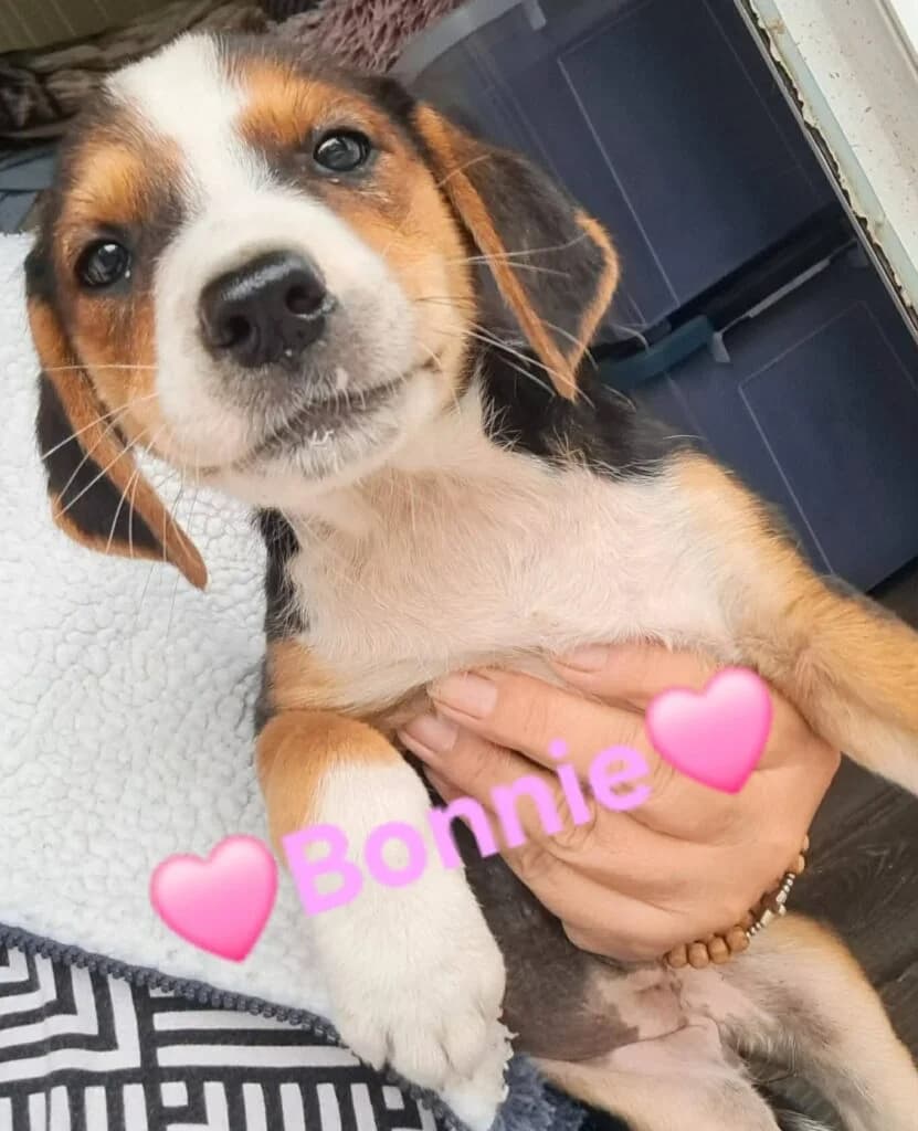 Bonnie, female puppy Mixed Breed for adoption at DNV Save Animals, Brcko