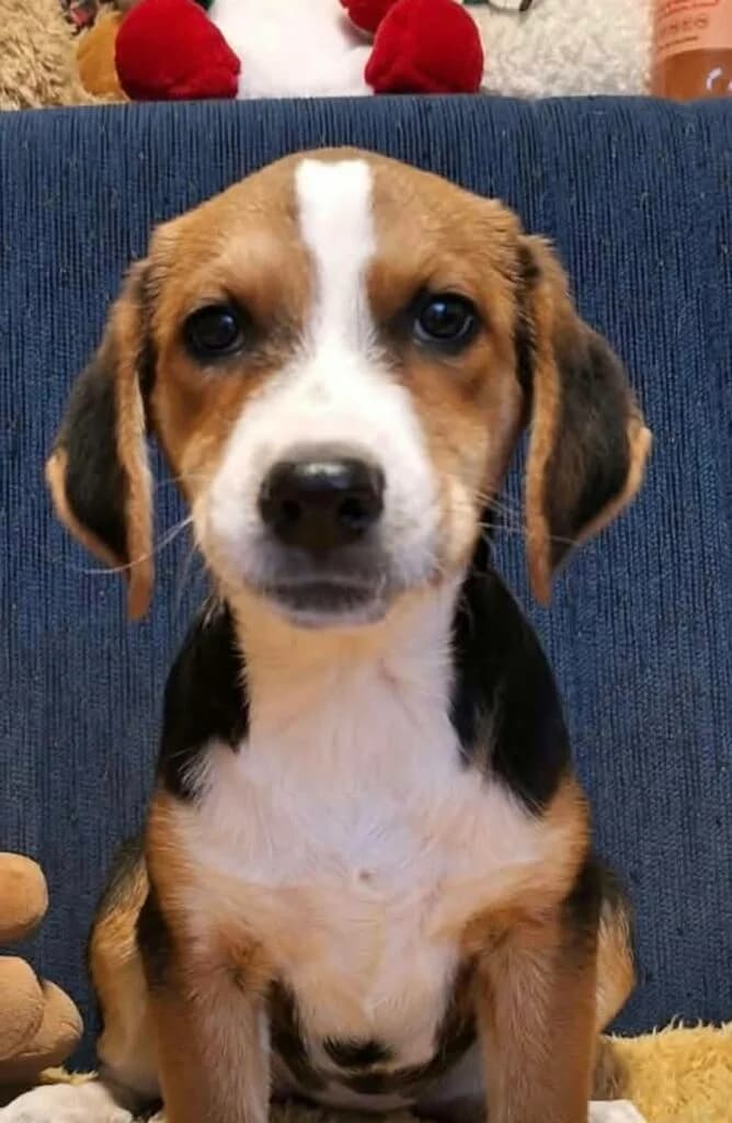 Bonnie, female puppy Mixed Breed for adoption at DNV Save Animals, Brcko
