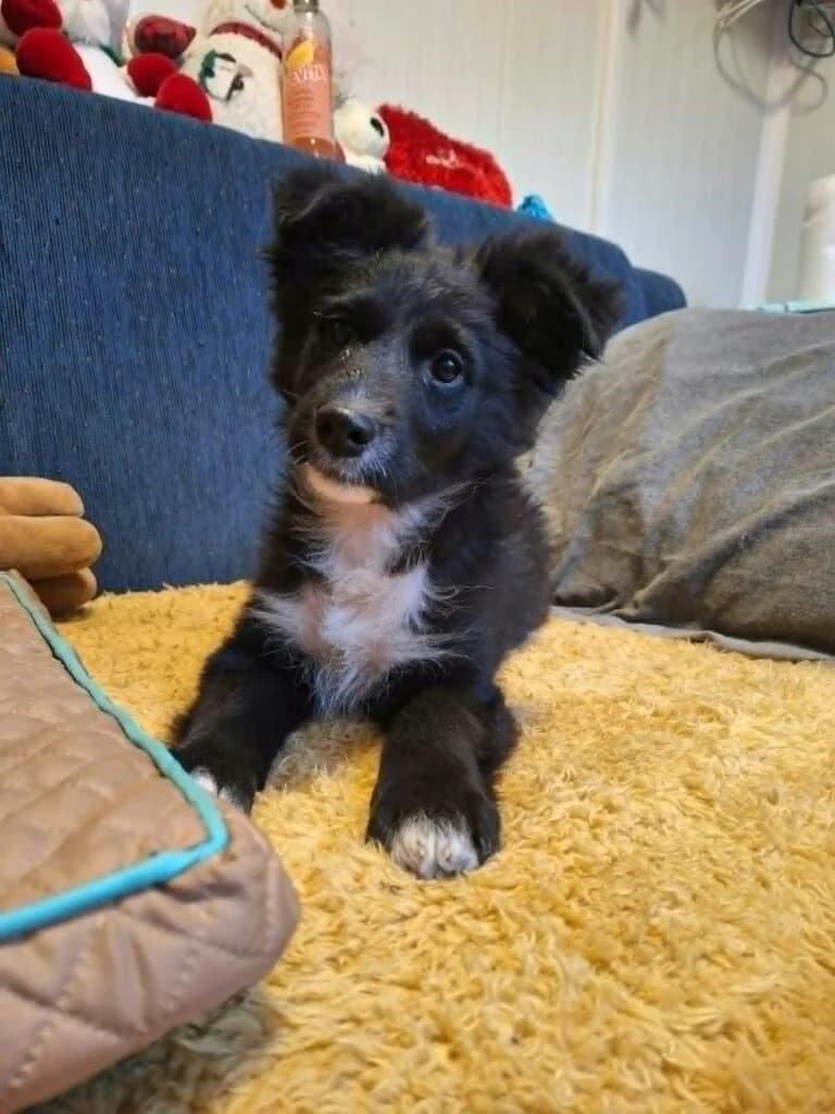 Bunny, female puppy Mixed Breed for adoption at DNV Save Animals, Brcko