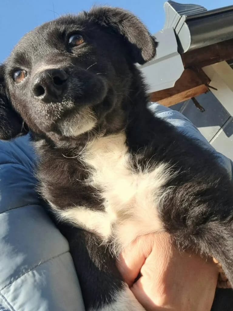 Gigi, female puppy Mixed Breed for adoption at DNV Save Animals, Brcko