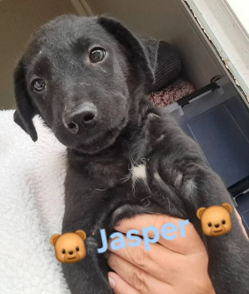 Jasper, male puppy Mixed Breed for adoption at DNV Save Animals, Brcko