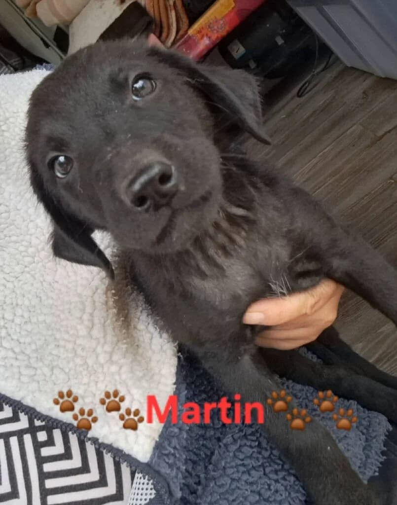 Martin, male puppy Mixed Breed for adoption at DNV Save Animals, Brcko