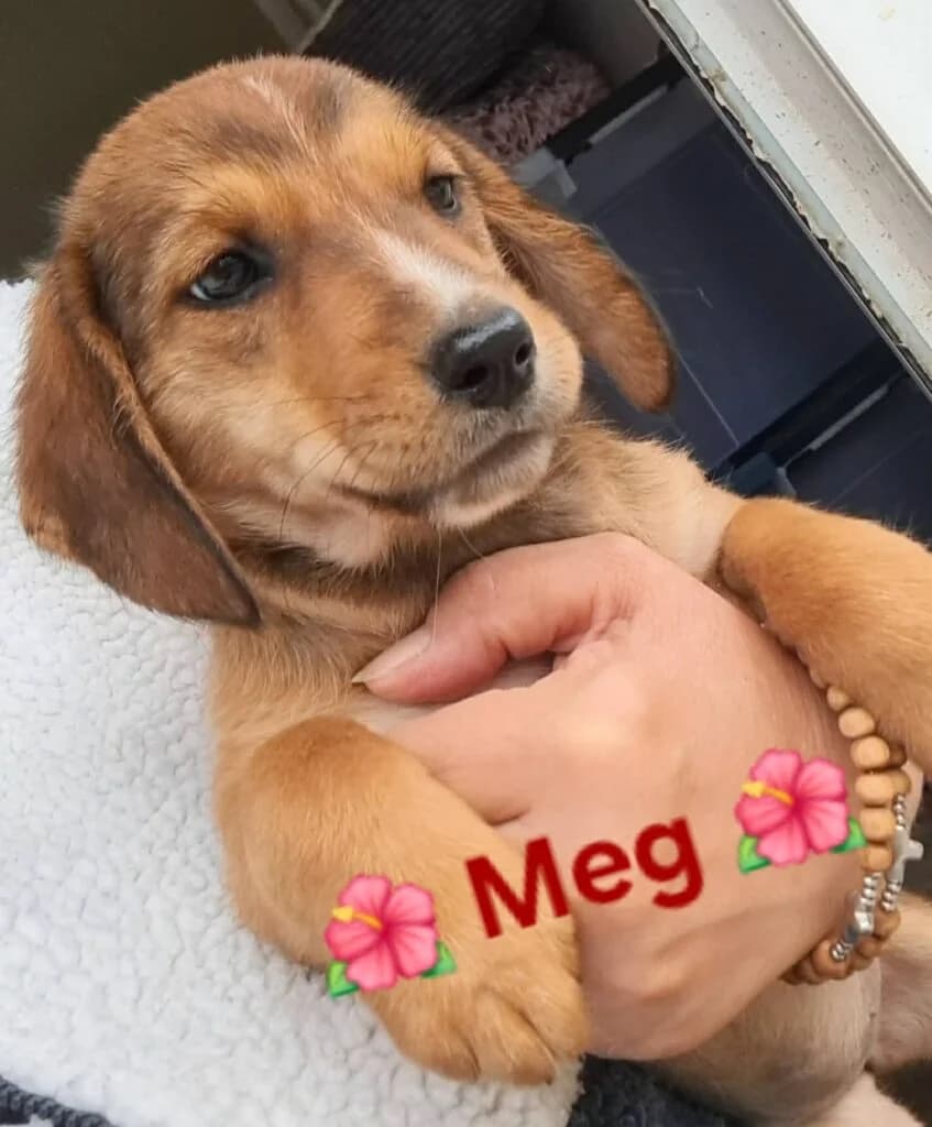 Meg, female puppy Mixed Breed for adoption at DNV Save Animals, Brcko
